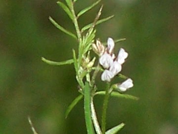 Ervilia hirsuta (=Vicia hirsuta) / Veccia tentennina